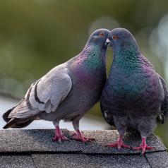 Il y a de l'amour dans l'air !
