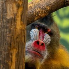 Regard songeur