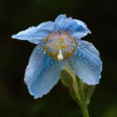 La dame en bleu