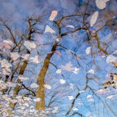 L:automne en cavale