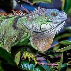Couleurs éclatantes et écailles brillantes
