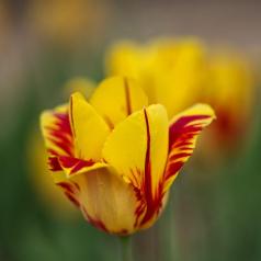 La tulipe ensoleillée