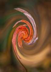 03-Spirale d'automne