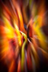 09-Une explosion de couleurs