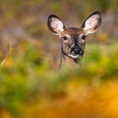 2026 DÉFI ANIMALIER EN LIBERTÉ