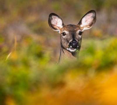 1e  - Heure de la collation