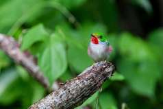 8e - L\'oiseau arc-en-ciel