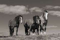 9e - Trois Compagnons