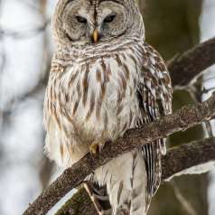 4e - Chouette que la vie est belle