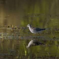 5e - Lentement mais sûrement.