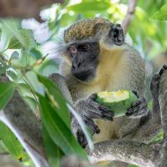 7e - L'heure de la collation