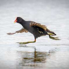 7e - Cours... Forest