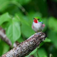 8e - L'oiseau arc-en-ciel