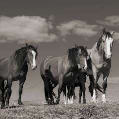 9e - Trois Compagnons