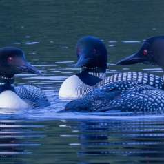 9e - En parfaite harmonie