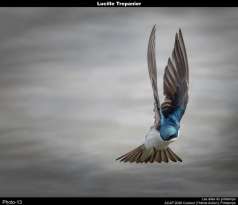 Les ailes du printemps