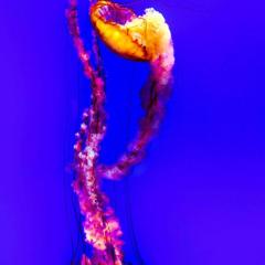 ACAP2025 INSPIRATION COULEUR