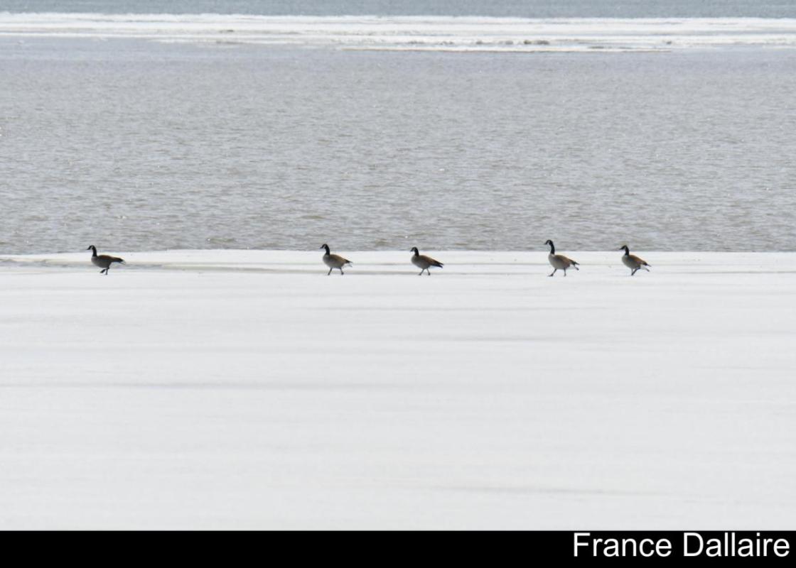 France Dallaire - 3e place