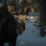 jeremie_leblond_fontaine1