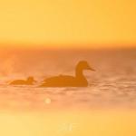 jeremie_leblond_fontaine3