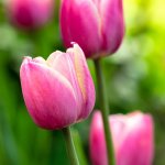 Le début du printemps