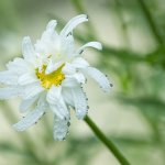 Perles rafraîchissantes