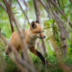 Chasse furtive