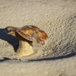 Se prendre pour une fleur