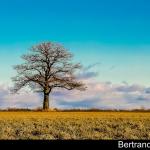 Panache d'automne