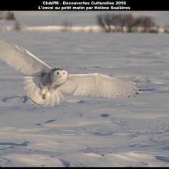Envol au petit matin