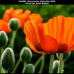 Pavots