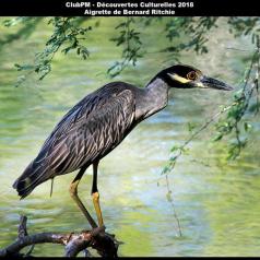Aigrette