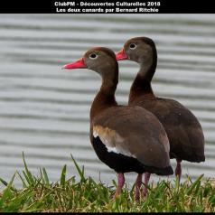 Les deux canards