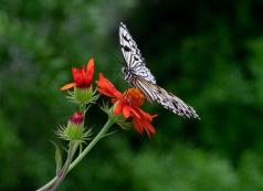 Papillonner au printemps