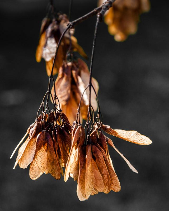 Ailes ambrées