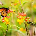 De chenille à papillon