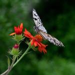 Papillonner au printemps