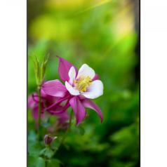 ClubPM expo chez Gosselin Photo 2018