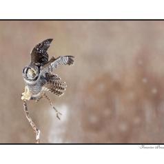 ClubPM expo chez Gosselin Photo 2018