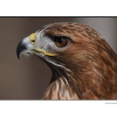 ClubPM expo chez Gosselin Photo 2018