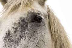 Regard maternel