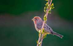 SPPQ 2015 - Animaux 5 - Michel Allard