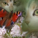 Je te tiens petit papillon