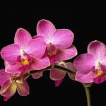 La splendeur de l'orchidée