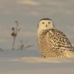 Heureux dans la neige