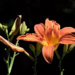 Éclat estival