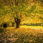 Parasol d\'automne