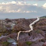 Charmes de l\'Isle-Verte