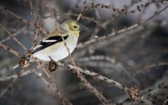 Pinard, France - L\'oiseau