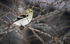 Pinard, France - L\'oiseau